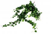 Flori Artificiale Iedera Buchet Curgator 1.2 M