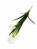 Flori Artificiale Iris 2/set