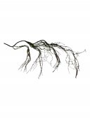 Flori Artificiale Liane Lunga 195 Cm