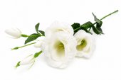 Flori Artificiale Lisianthus Alb