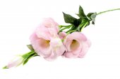 Flori Artificiale Lisianthus Roz