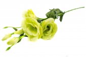 Flori Artificiale Lisianthus Verde