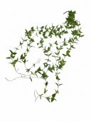 Flori Artificiale Mana Maicii Domnului