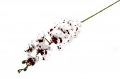 Flori Artificiale Orhidee Alb Cu Picatele Grena 9/Fir
