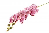 Flori Artificiale Orhidee Alb Cu Picatele Violet 9/Fir