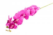 Flori Artificiale Orhidee Ciclam 9/Fir