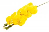 Flori Artificiale Orhidee Galben 9/Fir