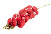 Flori Artificiale Orhidee Grena Cu Crem 9/Fir