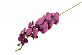 Flori Artificiale Orhidee Mov 9/Fir