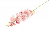 Flori Artificiale Orhidee Roz Cu Crem 9/Fir