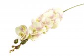 Flori Artificiale Orhidee Verde Deschis Cu Roz 9/Fir