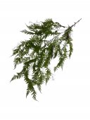 Frunze Artificiale Buchet Curgator Feriga