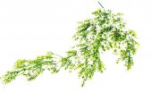 Frunze Artificiale Buchet Curgator Frunzulite albe