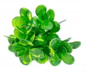 Frunze Artificiale Buchet Frunza Grasa Mare Verde cu Mov