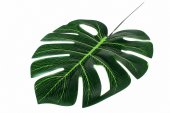Frunze De Filodendron Artificiale medii