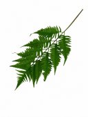 Frunze Feriga 125 Cm