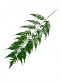 Frunze Feriga 170 Cm