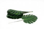 Frunze Filodendron 22cm 12/set