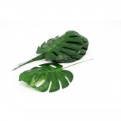 Frunze Filodendron 23.5cm 12/set
