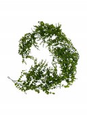 Ghirlanda Eucalipt Artificial Curgator Siliconat