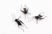 Magnet Pentru Frigider Greiere Negru 24/set