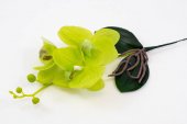 Orhidee 3 Flori Verde