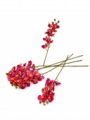 Orhidee 8 Flori Roz Inchis