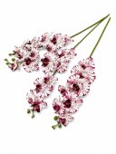 Orhidee 9 Flori Alb Grena Linii A302-22