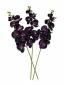 Orhidee 9 Flori Mov Imperial