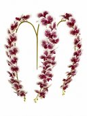 Orhidee artificiala 21 flori 36 Crem-Grena