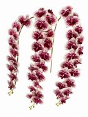 Orhidee artificiala 21 flori 83 Alb-Fuxia
