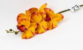 Orhidee artificiala 5 flori 27 Portocaliu