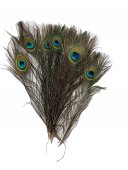 Pene De Paun 25/Set 25-30cm