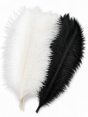 Pene De Strut Alb 45-50cm 10/set