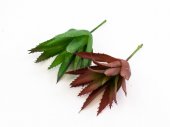 Plante Suculente Aloe