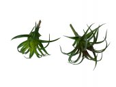 Plante Suculente Artificiale Caracatita Mica