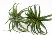 Plante Suculente Caracatita