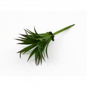 Plante Suculente Frunza Ananas