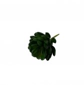 Plante Suculente Grasa Verde Inchis