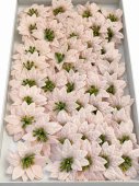 Set 50 Craciunite de Sapun Light Pink