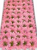 Set 50 Craciunite de Sapun Middle Pink