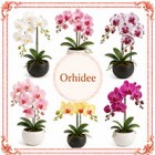 Orhidee